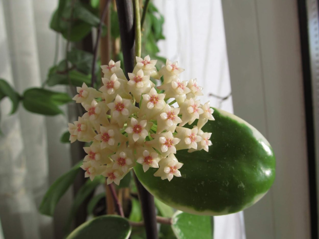 Хойя verticillata