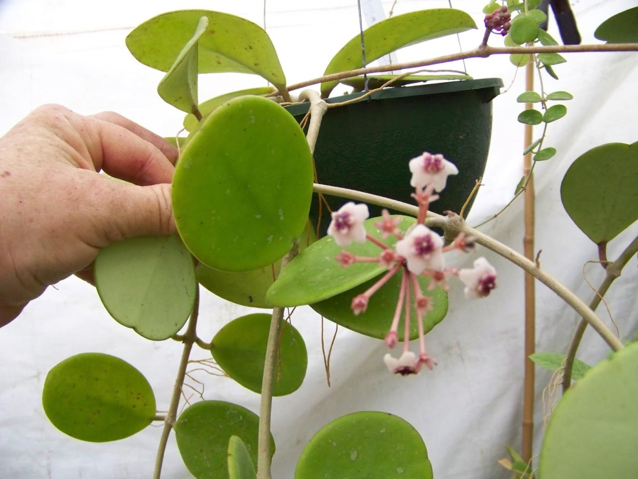 Hoya obovata variegata