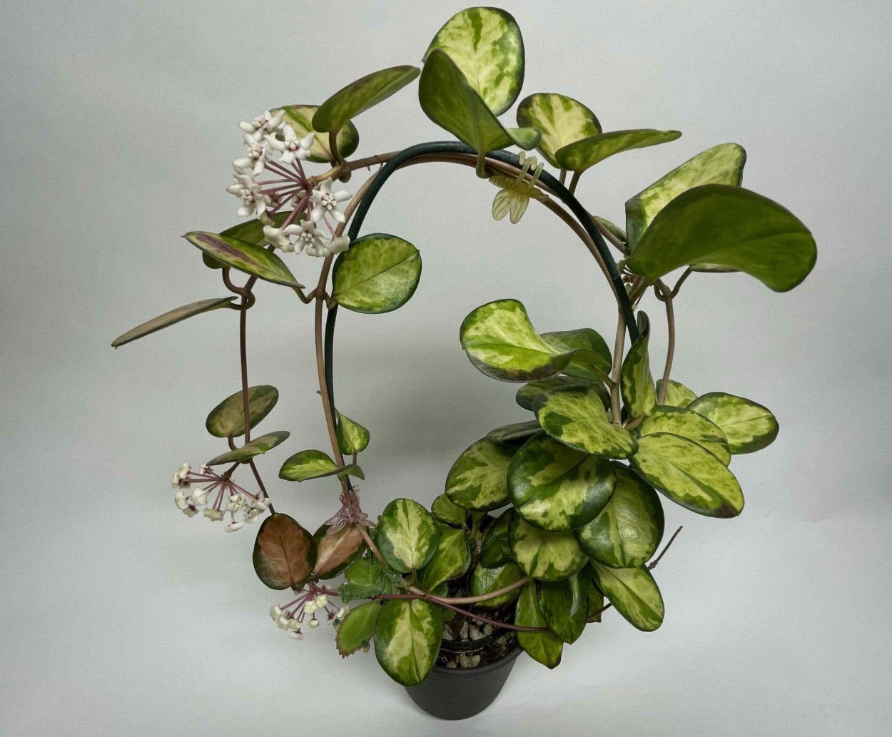 Хойя Аустралис Лиза цветы