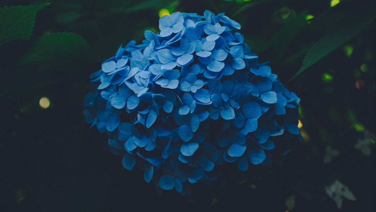 Гортензия крупнолистная