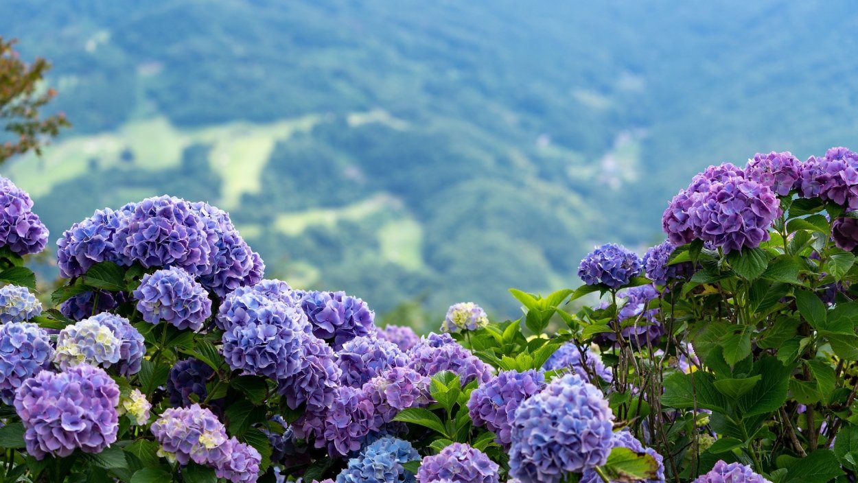 Ткуарчал гортензия