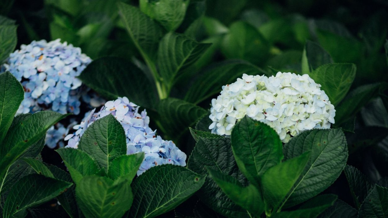 Гортензия Эмеральд Лейс