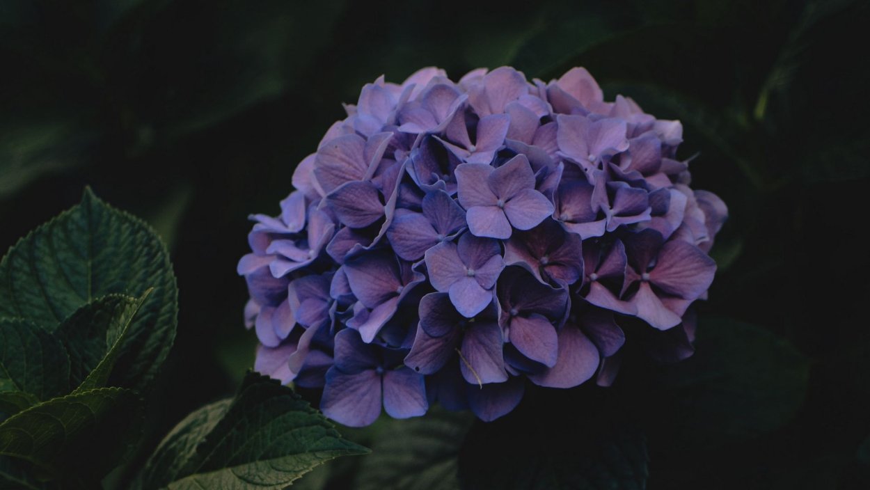 Гортензия крупнолистная "Heinrich Seidel"