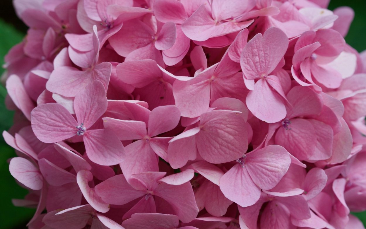 Гортензия Бавария