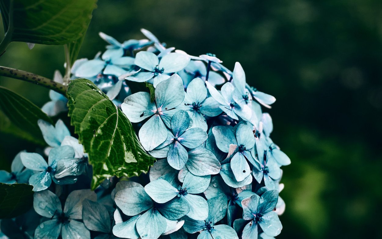 Гортензия серая