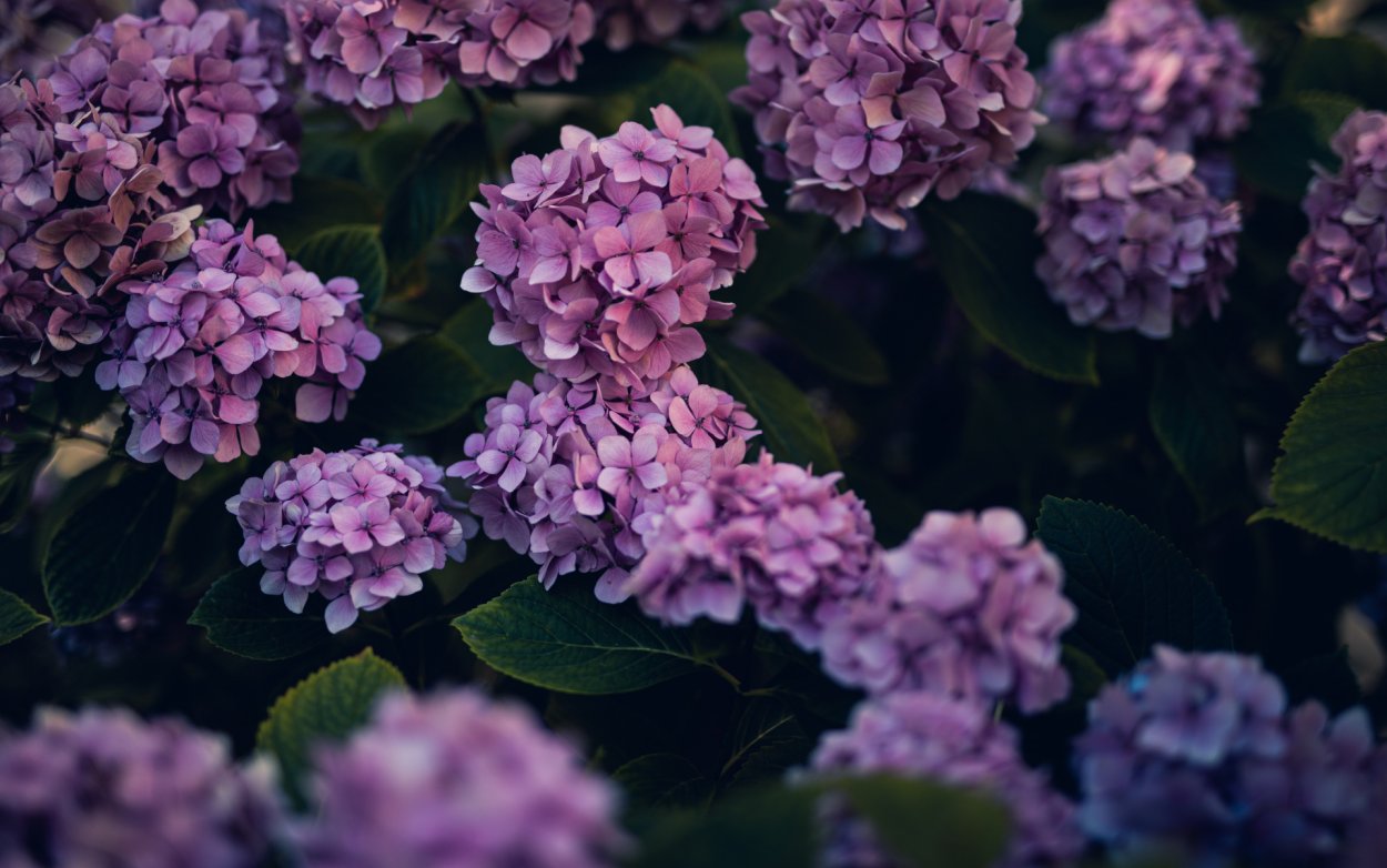 Гортензия Лилак Sky