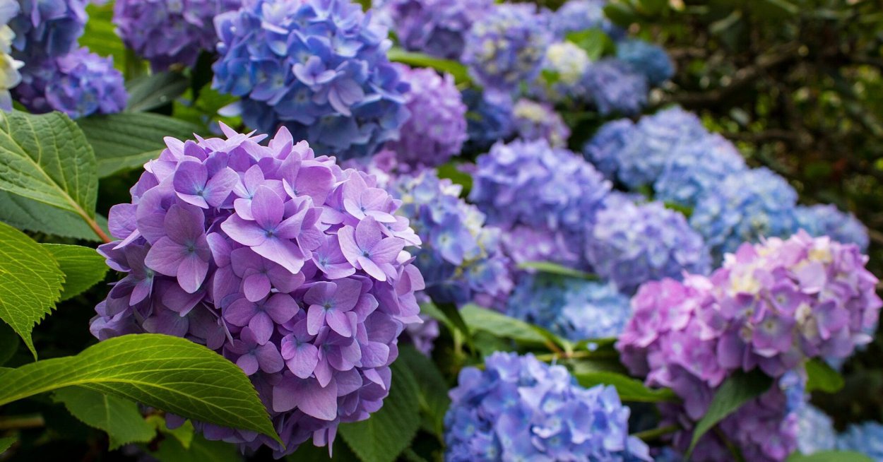 Гортензия обои