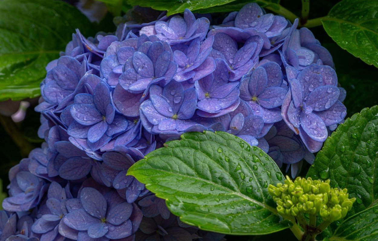 Гортензия тугезе крупнолистная