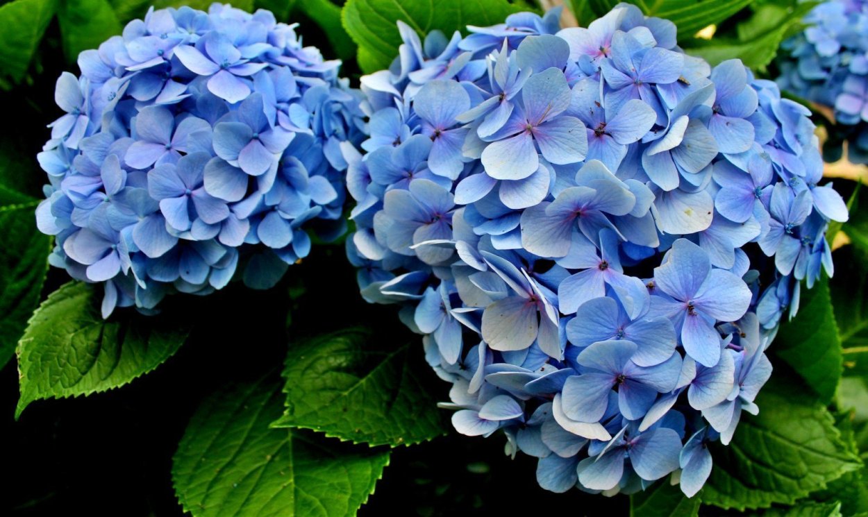Гортензия крупнолистная голубая Лагуна