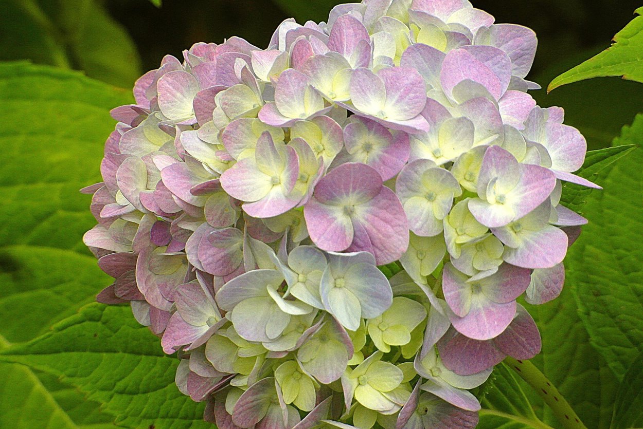 Гортензия крупнолистная Бенилюкс