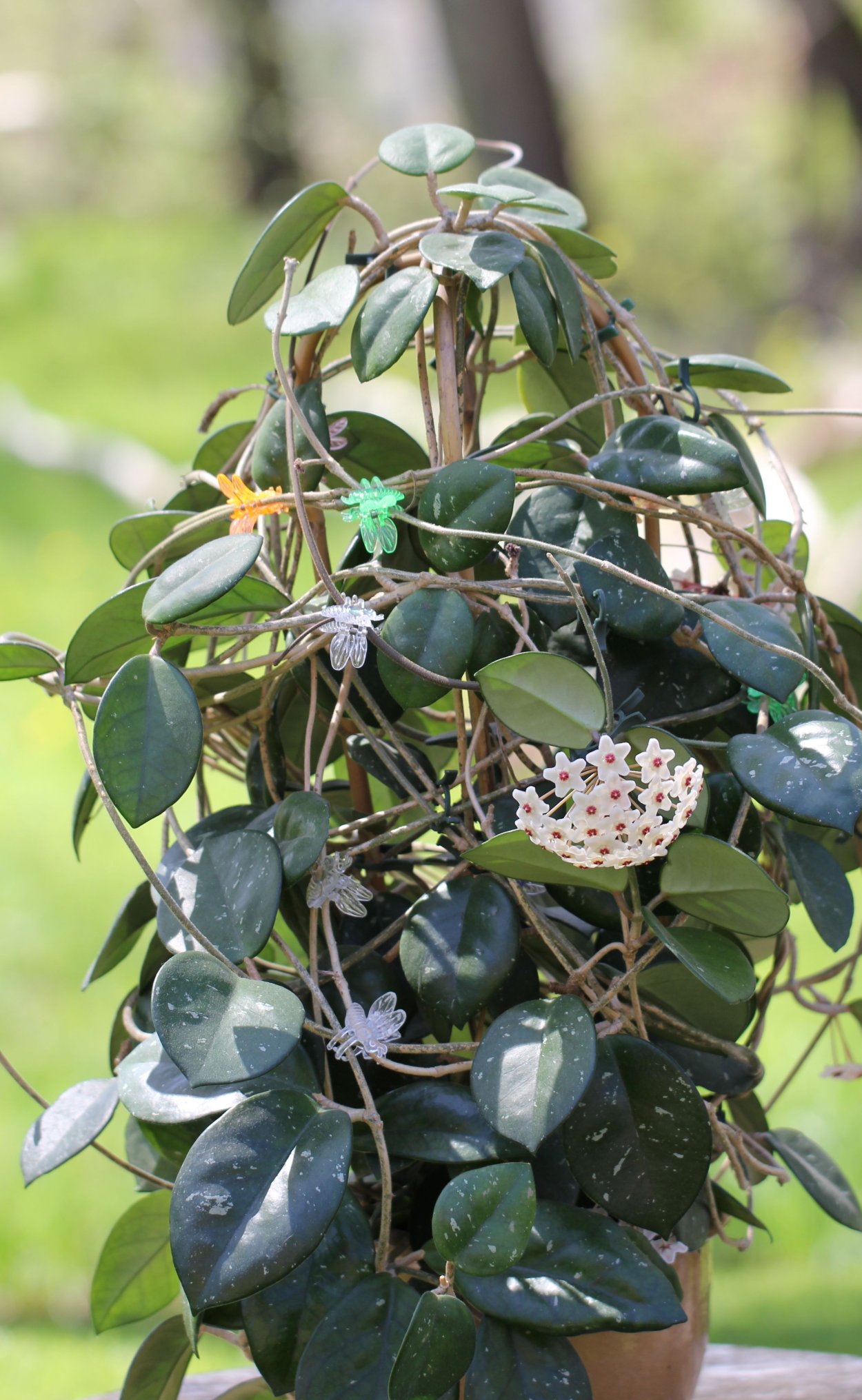 Хойя мотоскей Hoya motoskei