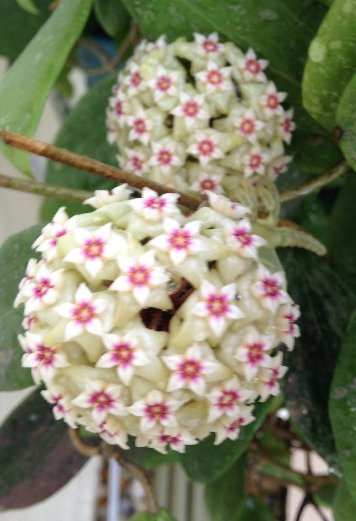 Хойя веберджиа