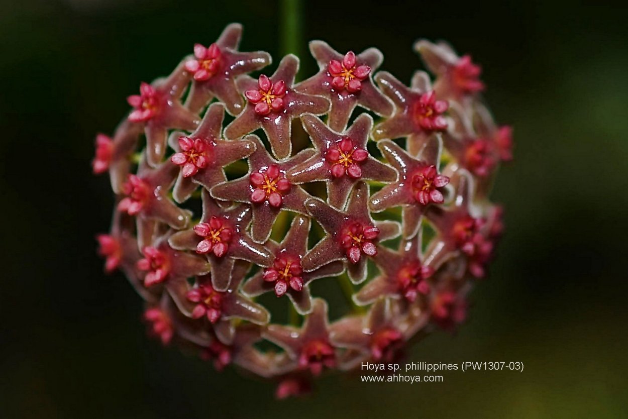 Хойя диптера