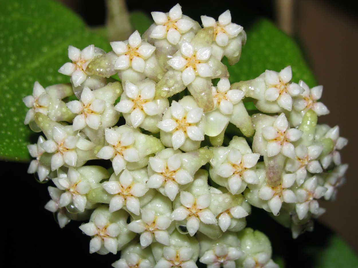 Хойя шенкелиана