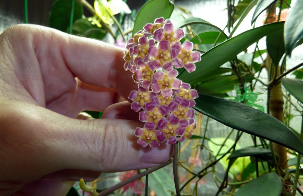 Хойя давидкамминга