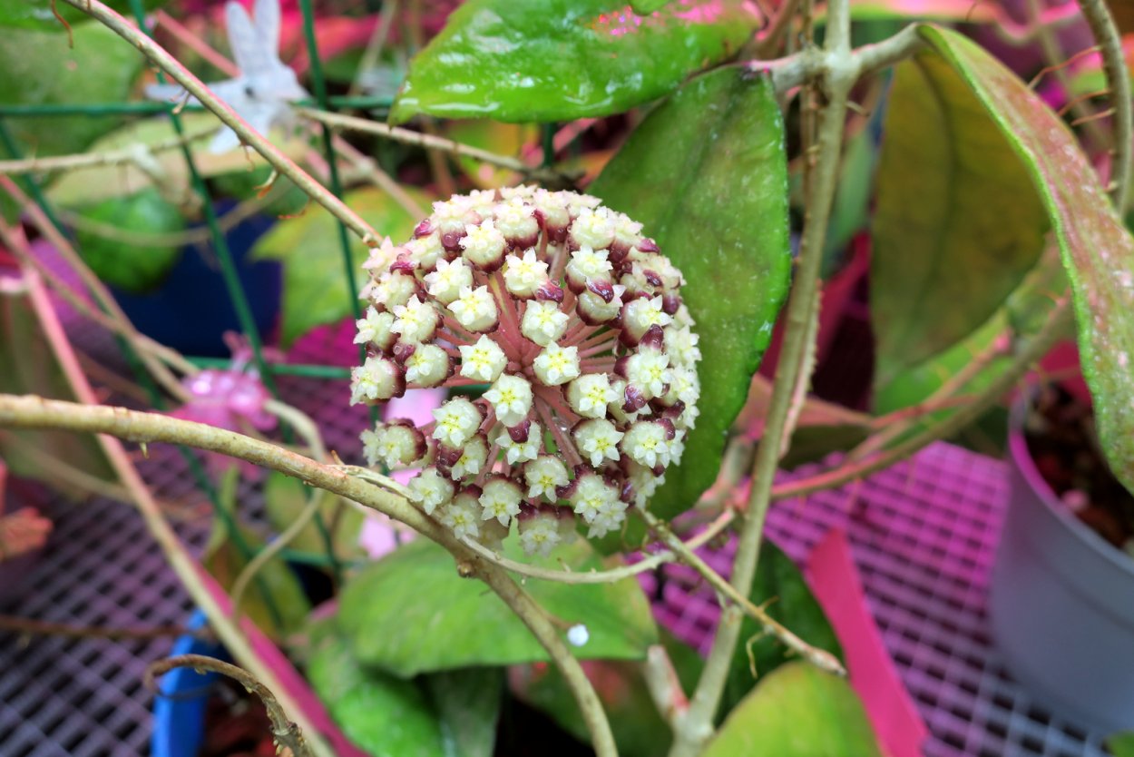 Хойя wibergiae/EPC-320