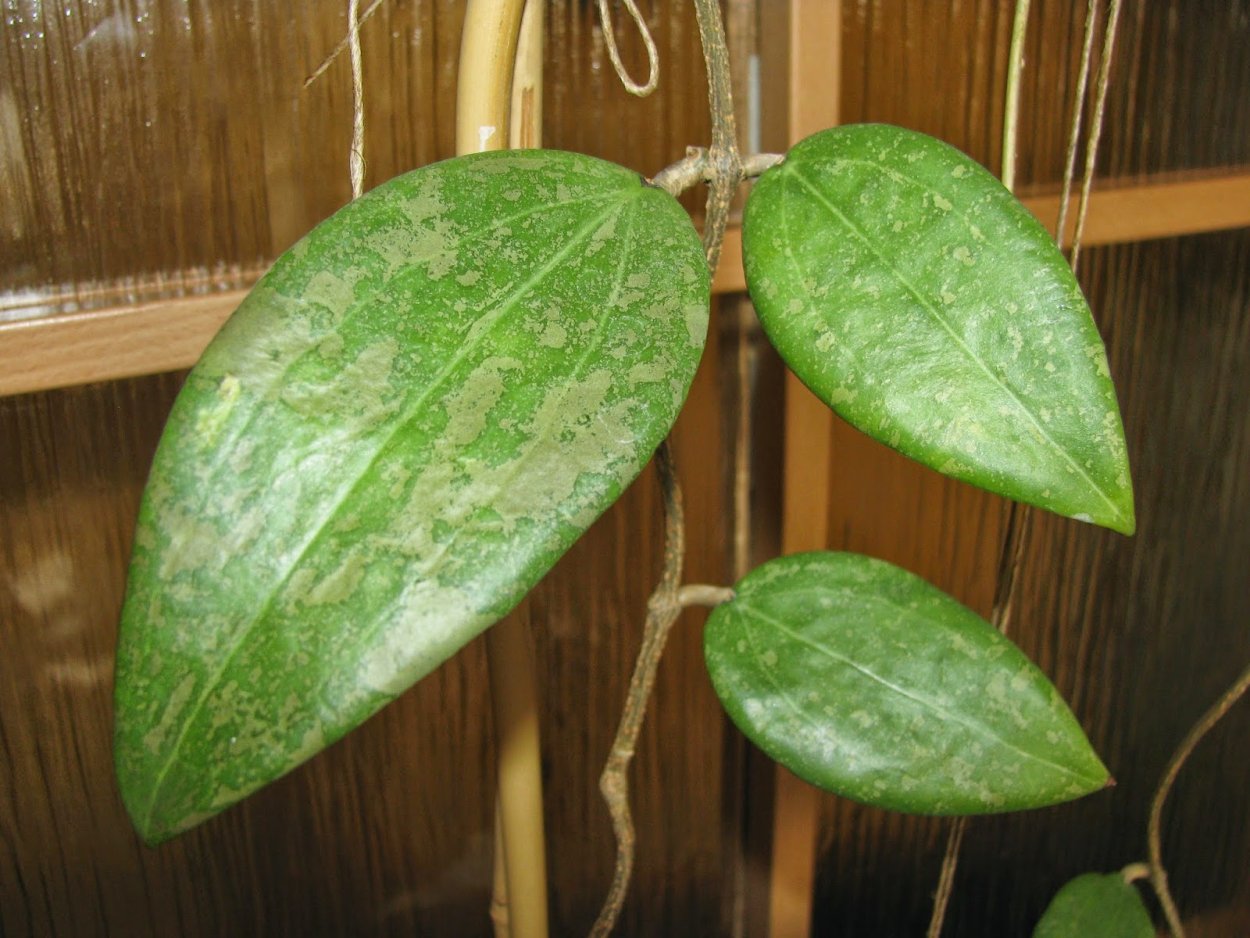 Хойя Вибержи (Hoya wibergiae),