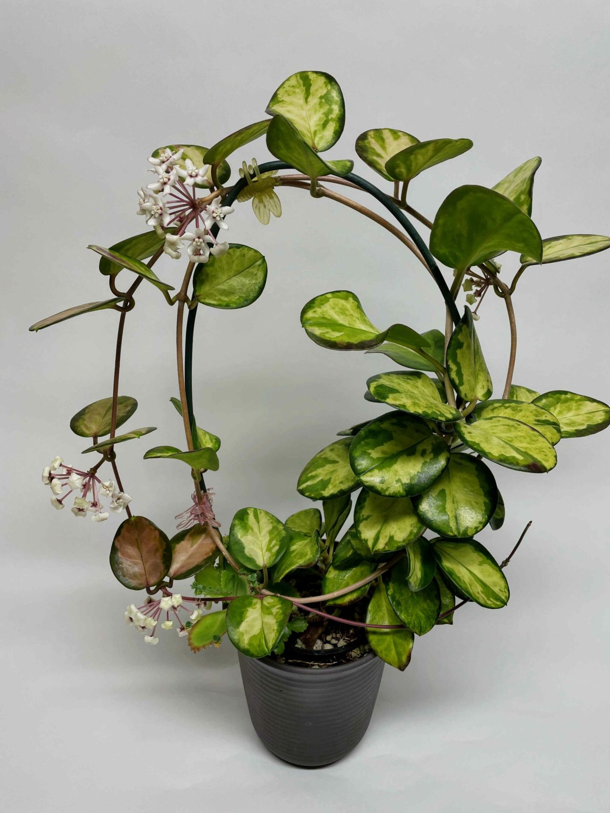 Хойя Аустралис