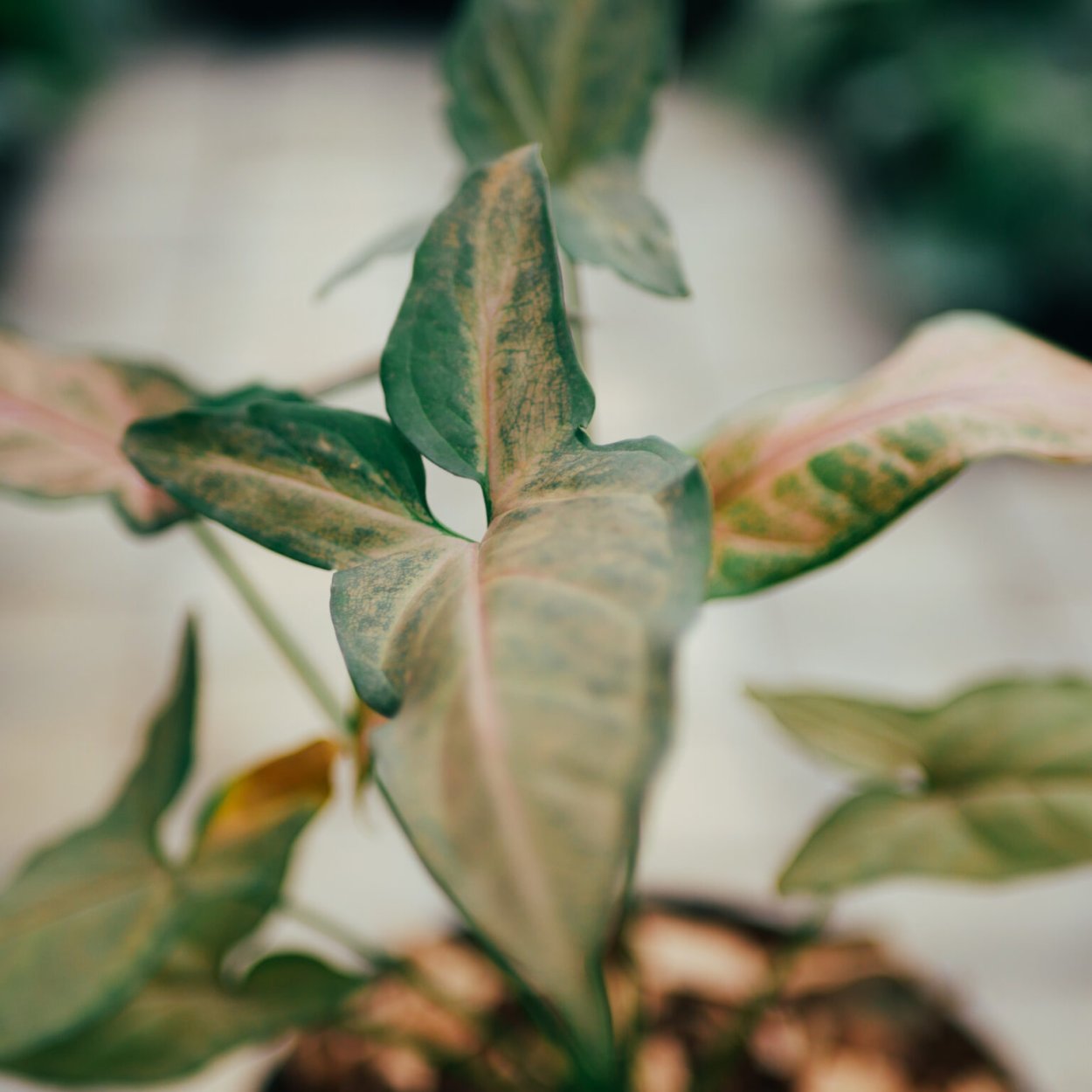 Сингониум неон Эрроу