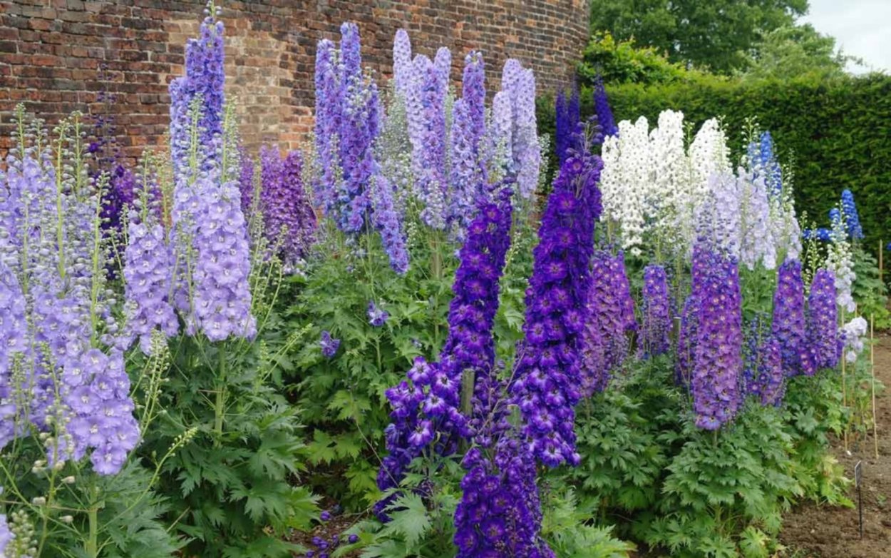 Дельфиниум цветок