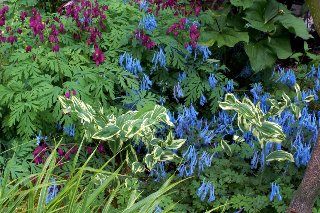 Хохлатка синяя