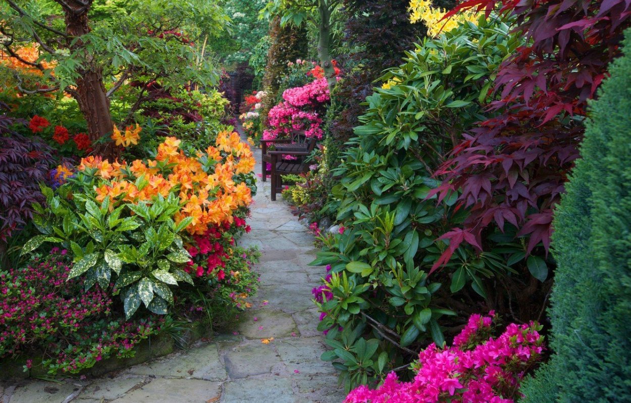 Рододендрон в миксбордере