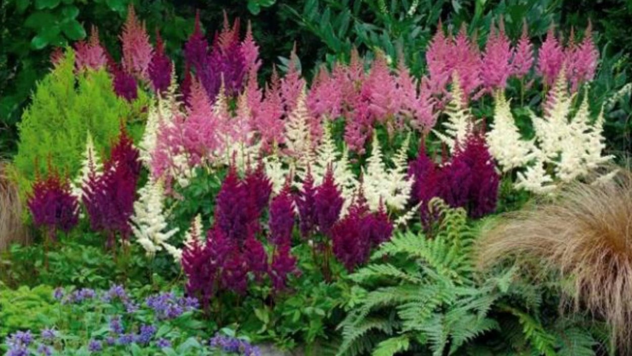 Астильба Lucy PBR