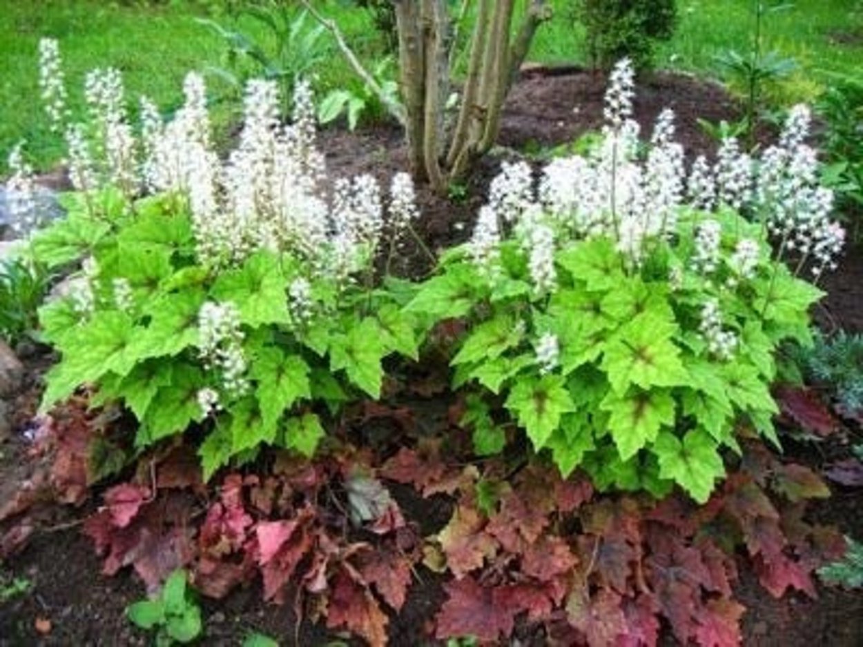 Тиарелла Crow Feather