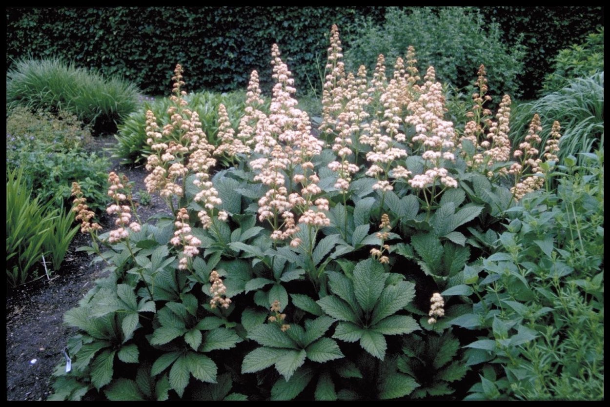 Роджерсия черри Бланш