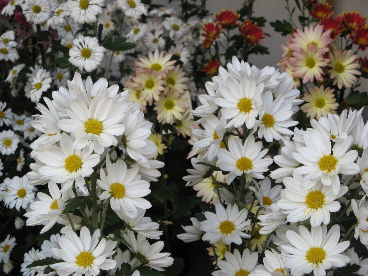 Хризантема топсин