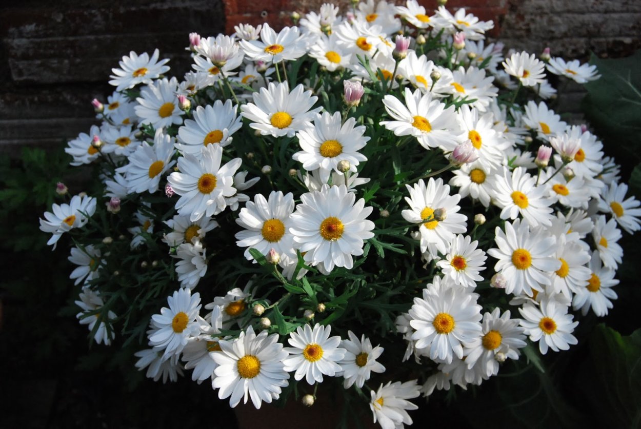 Хризантемы Ромашковые в саду