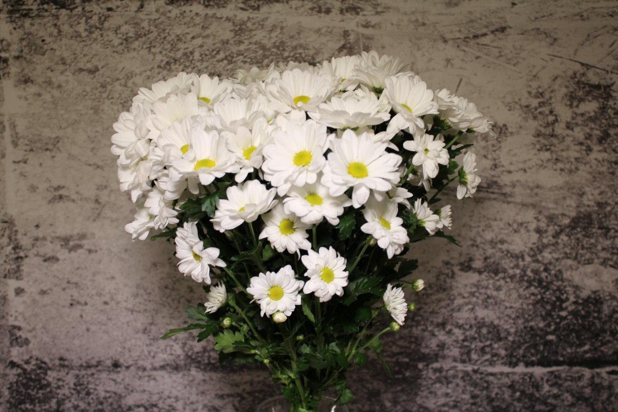 Хризантема кустовая бакарди