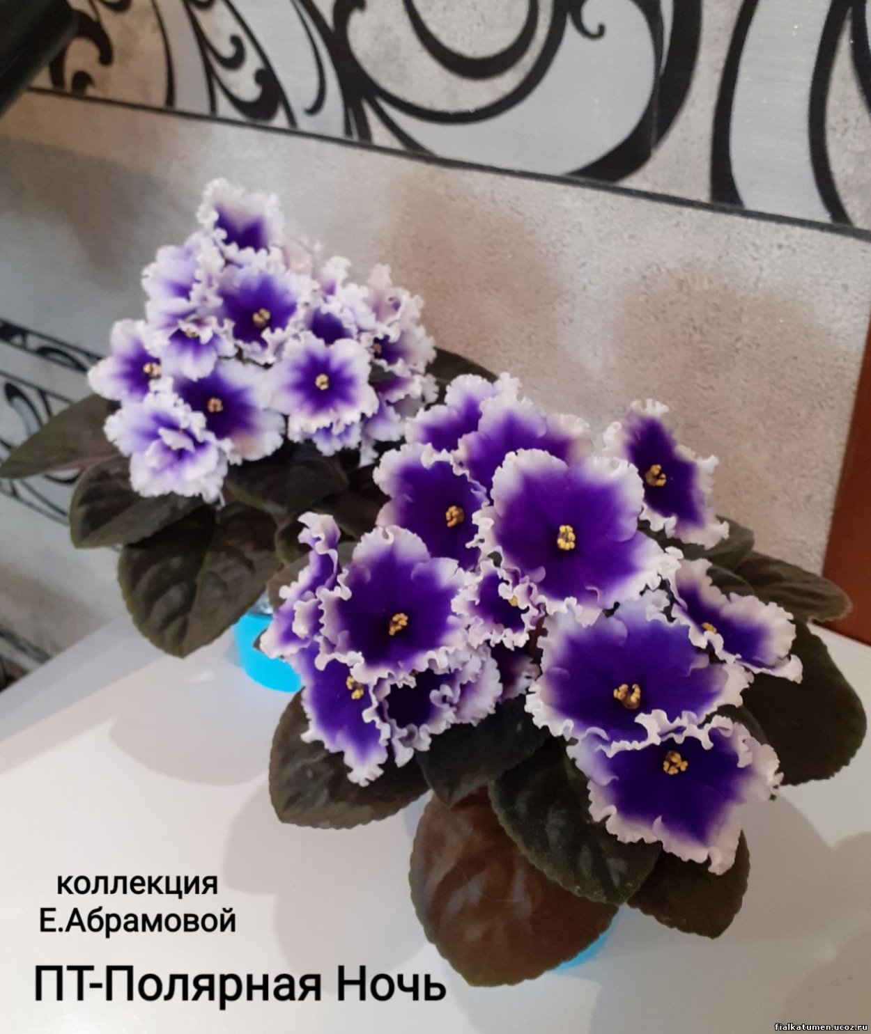 Фиалка СК Полярная ночь