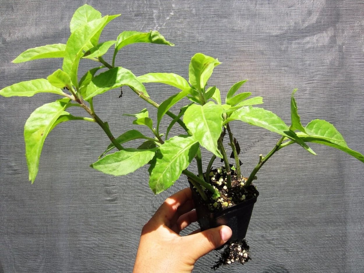 Гинура Прокумбенс