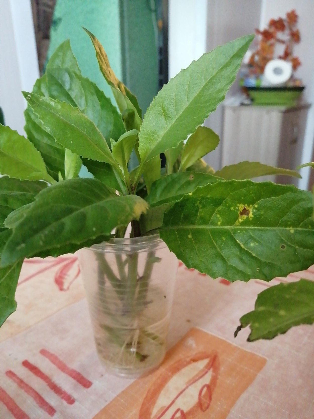 Листья Бога растение Джинура