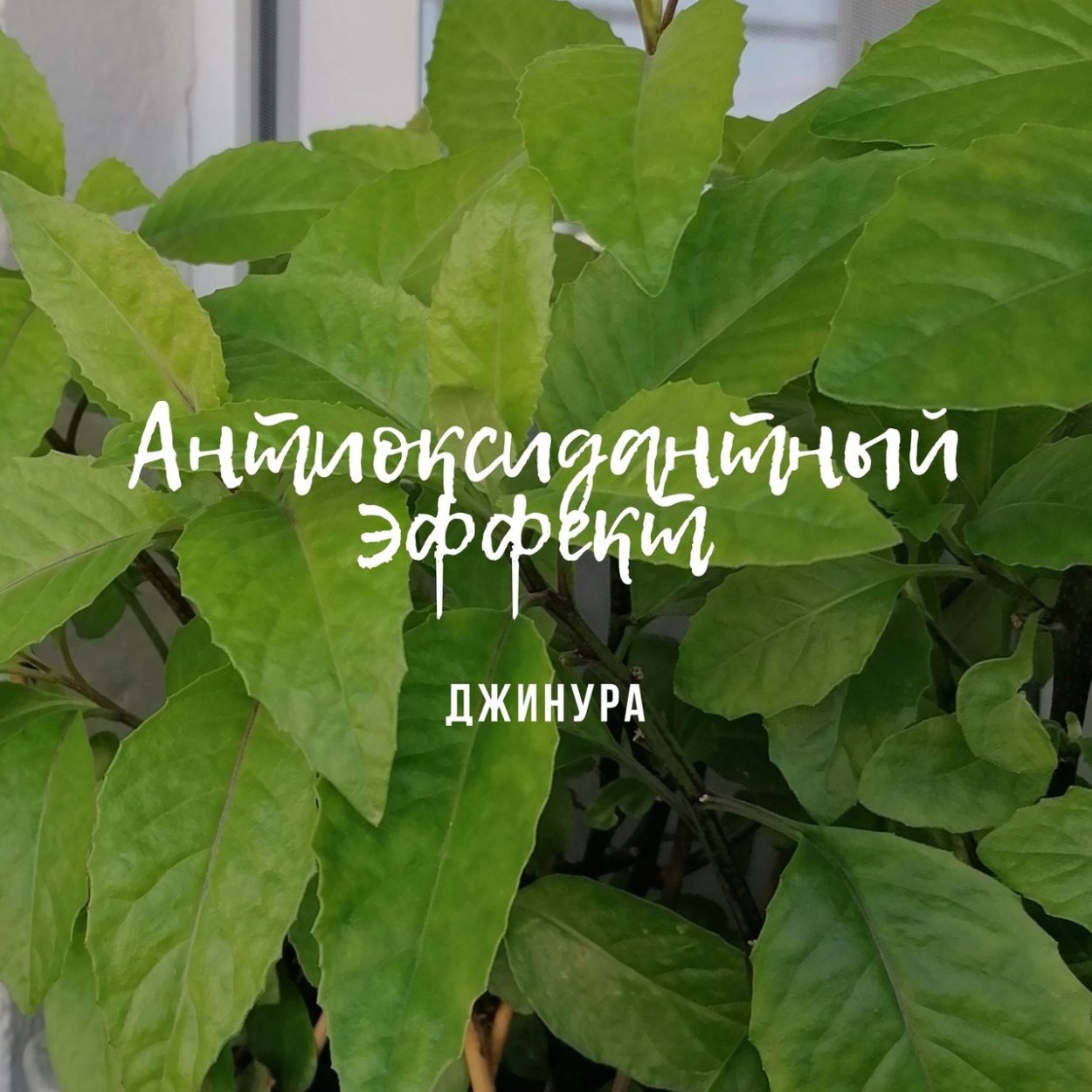 Растение от сахарного диабета Джинура