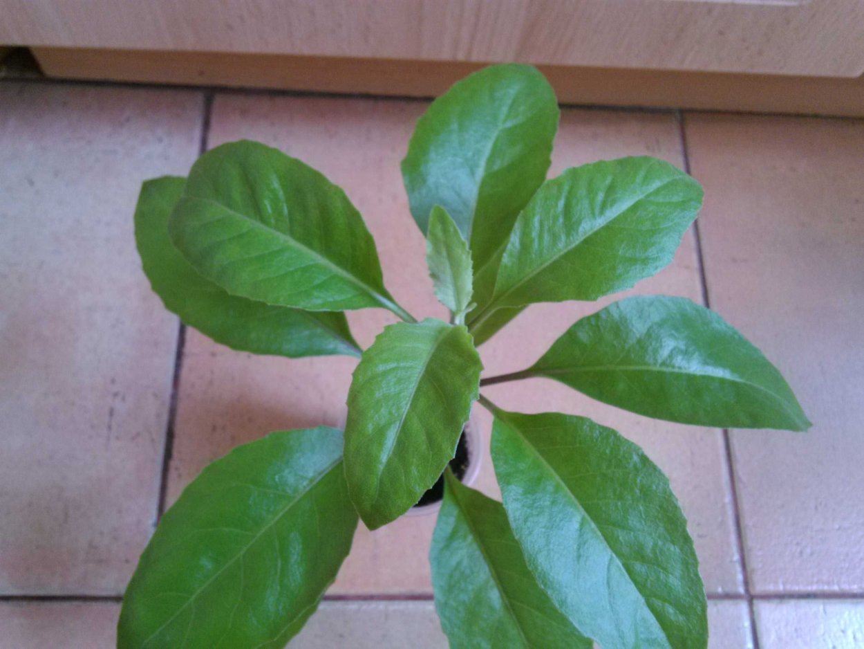 Цветок комнатный снижающий сахар