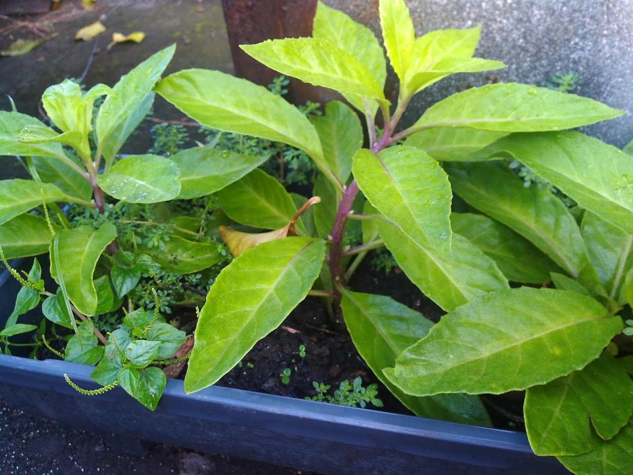 Листья Бога растение Джинура