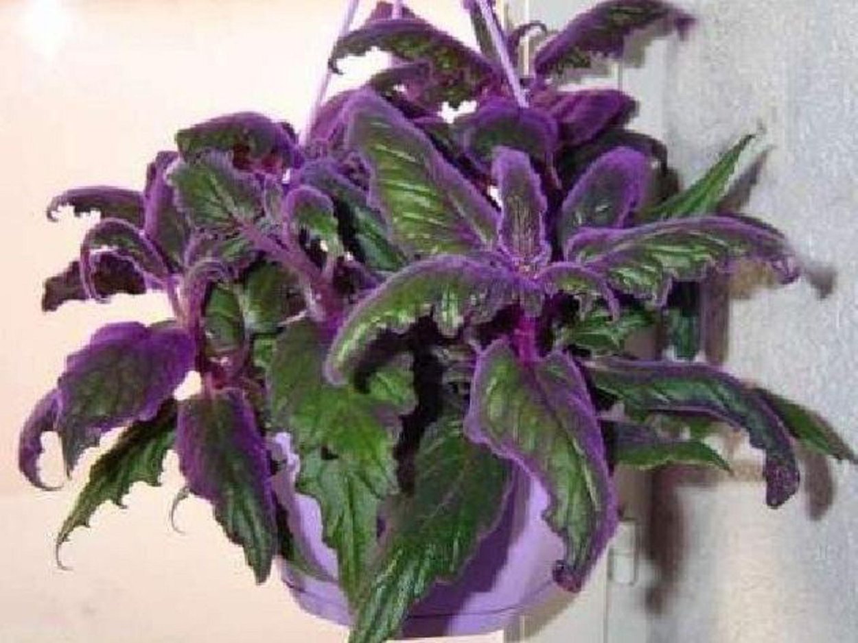 Колеус гинура