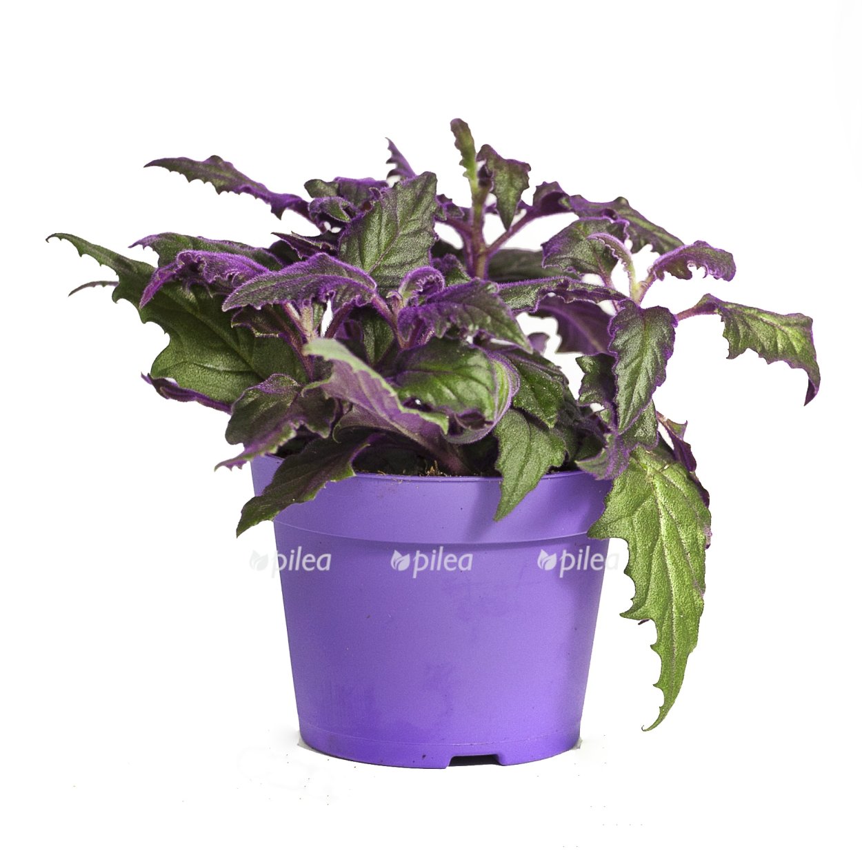 Гинура синяя птица