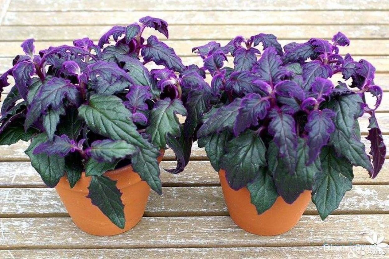 Гинура аурантика