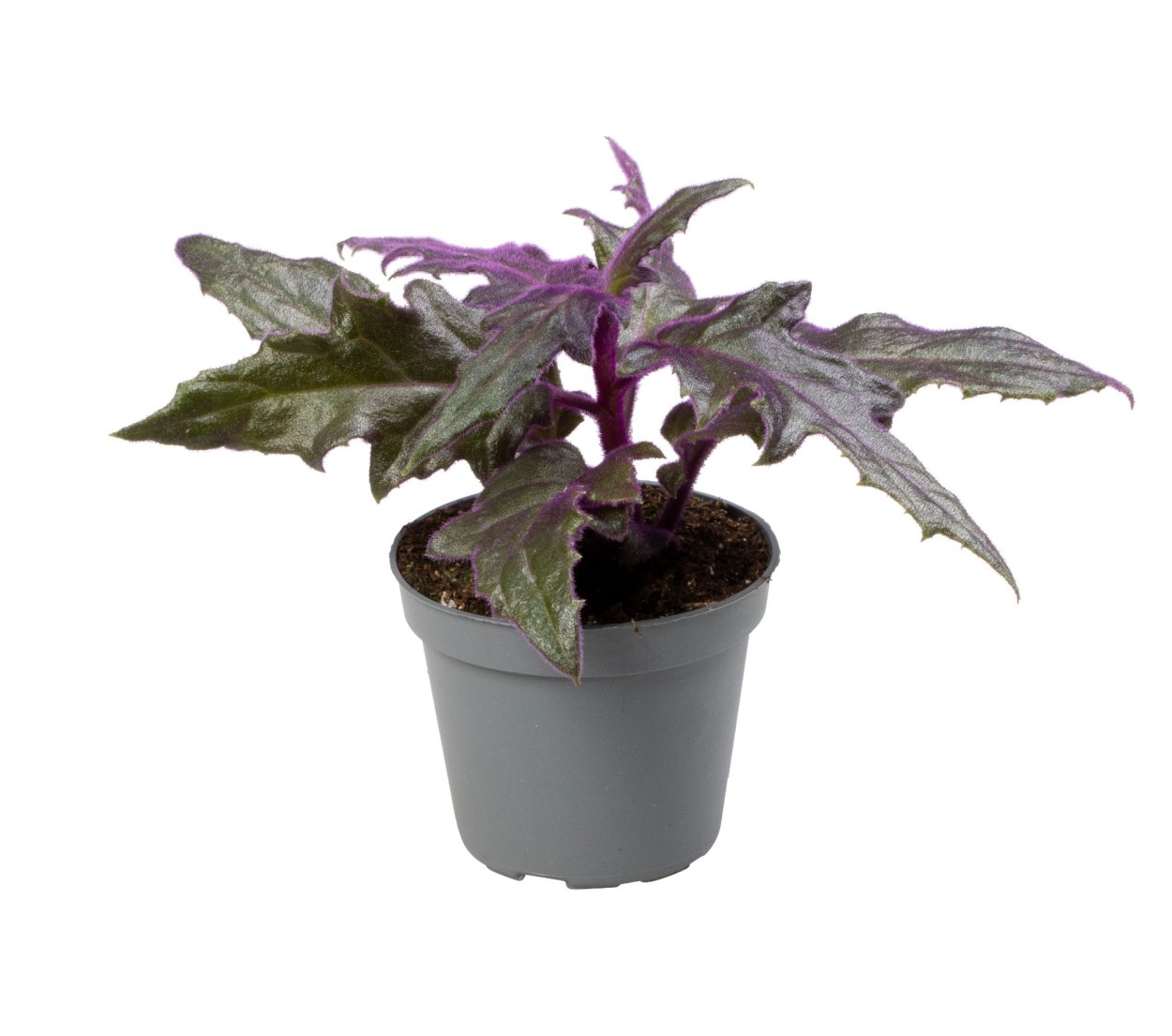 Гинура d12 h15