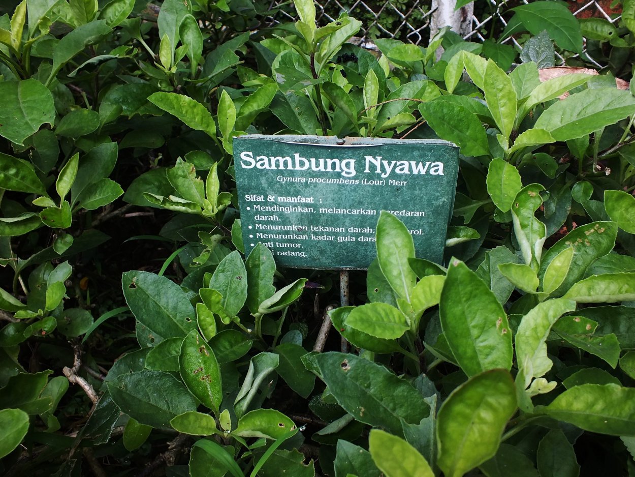 Роза Джинура