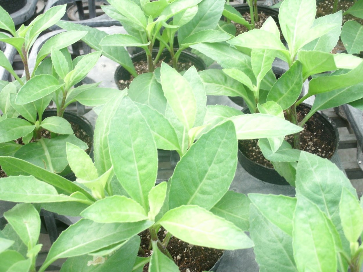 Гинура Прокумбенс