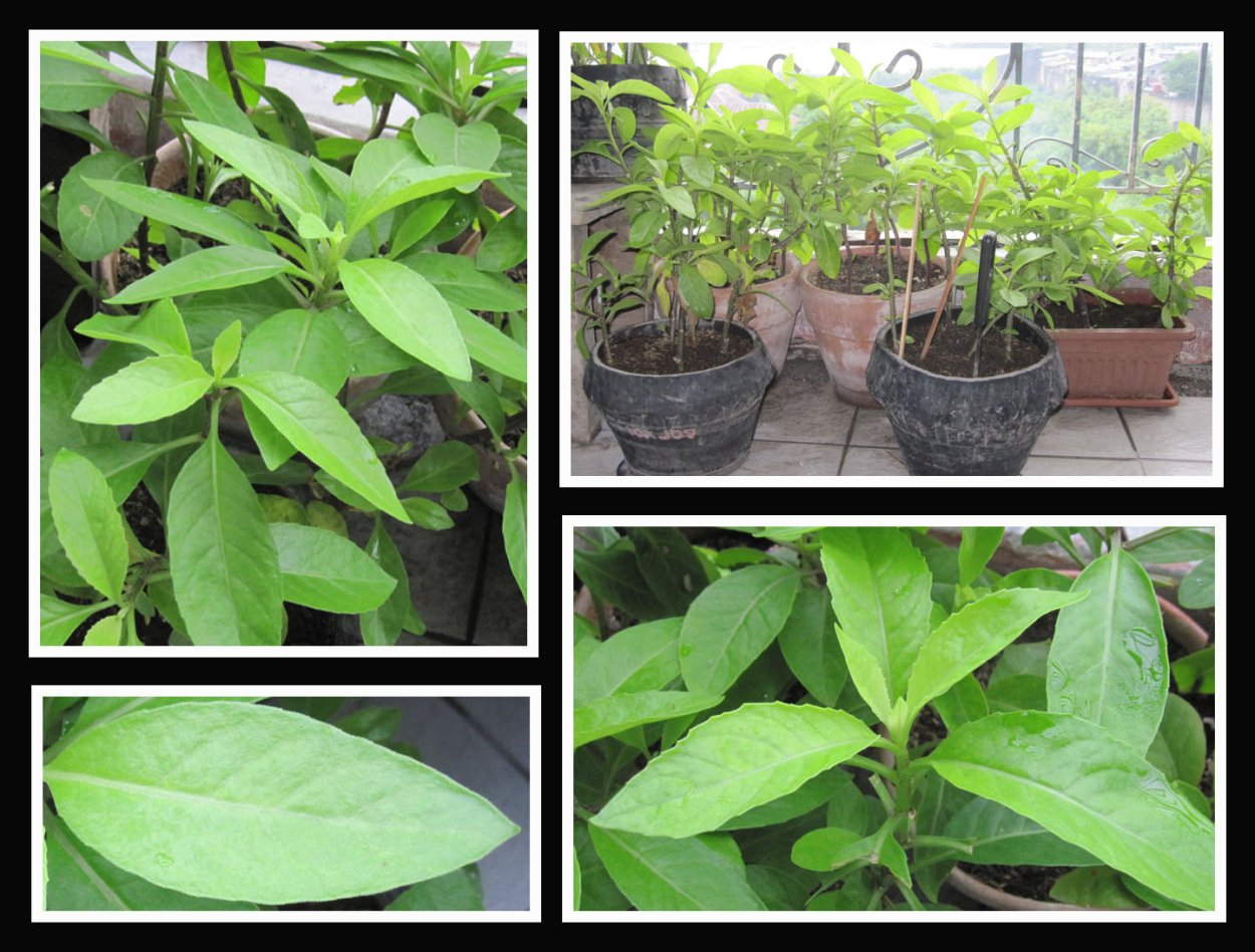 Джинура Прокумбенс размножение