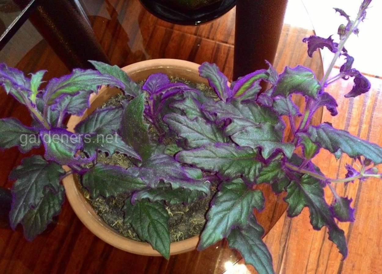 Комнатный цветок с синими ребристыми листьями