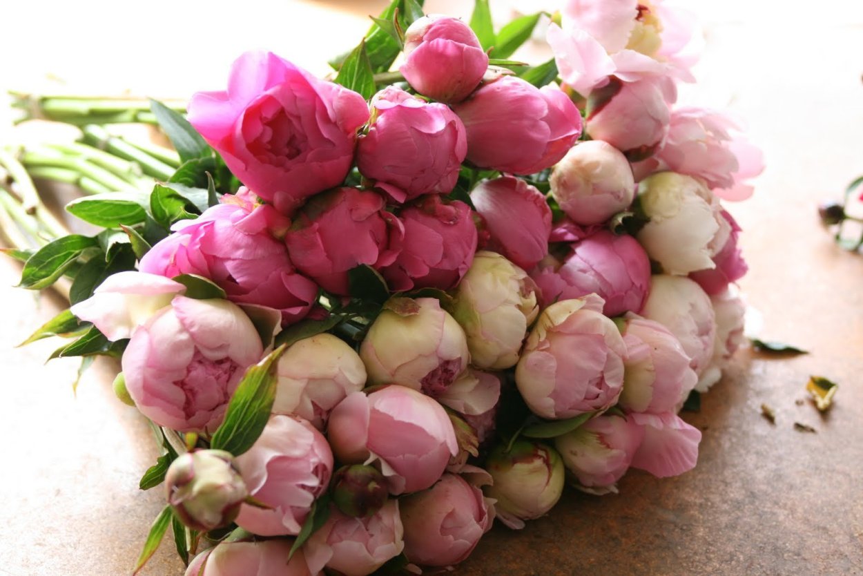 Тюльпановидные пионы