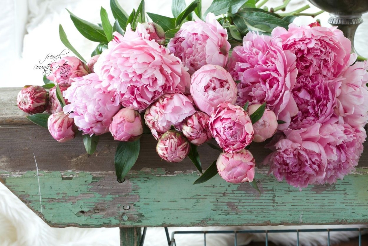 Пионы розовидные