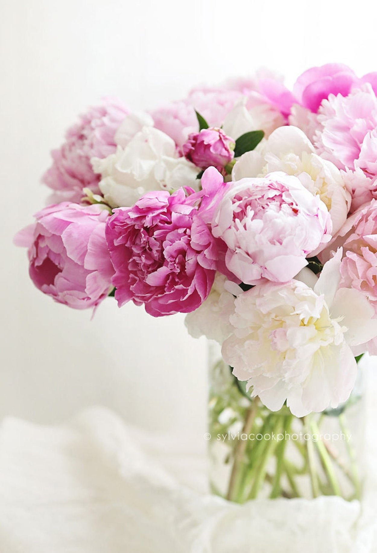 Нежные пионы