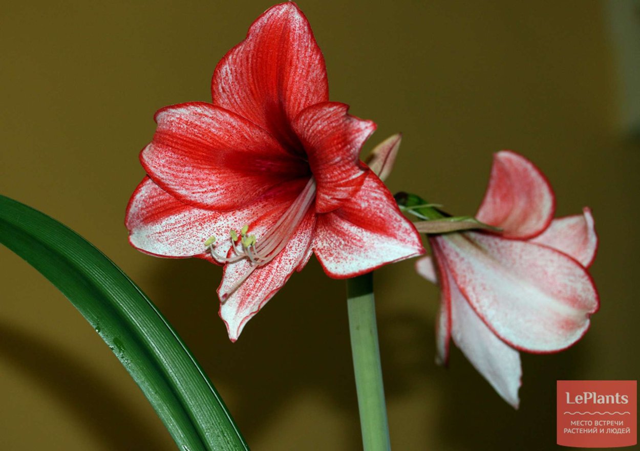 Гиппеаструм Charisma (харизма)